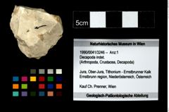 Foto (Objekt + Etikett) von Decapoda indet.  (NHMW-GEO-1990-0041-3246)